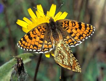 Melitaea ornata Christoph adulte - Tristan Lafranchis