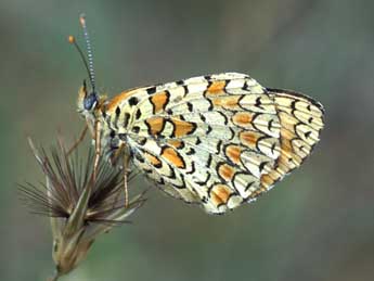 Melitaea ornata Christoph adulte - ©Tristan Lafranchis