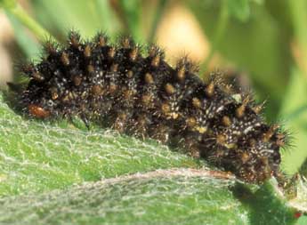  Chenille de Melitaea ornata Christoph - Tristan Lafranchis