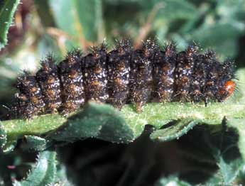  Chenille de Melitaea ornata Christoph - ©Tristan Lafranchis