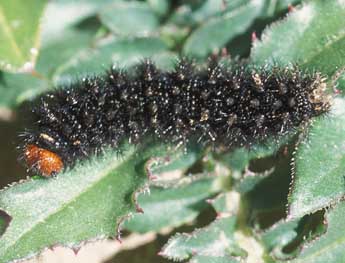  Chenille de Melitaea ornata Christoph - ©Tristan Lafranchis