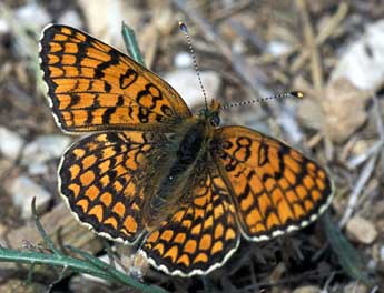 Melitaea ornata Christoph adulte - ©Tristan Lafranchis