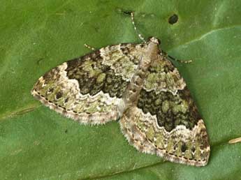 Colostygia olivata D. & S. adulte - Daniel Morel