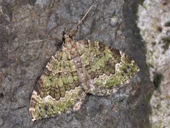 Colostygia olivata D. & S. adulte - ©Philippe Mothiron