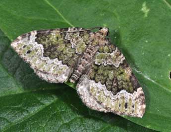 Colostygia olivata D. & S. adulte - Philippe Mothiron