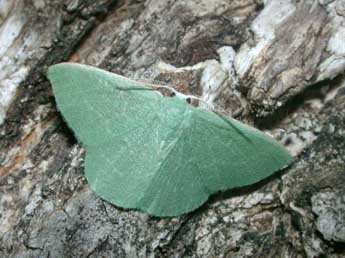 Xenochlorodes olympiaria H.-S. adulte - ©Philippe Mothiron