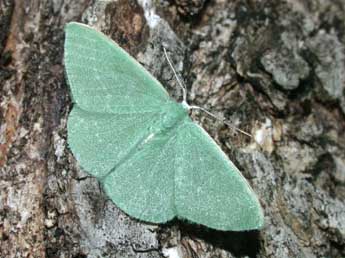 Xenochlorodes olympiaria H.-S. adulte - Philippe Mothiron