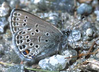 Agriades optilete Knoch adulte - Tristan Lafranchis