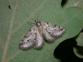 Eumannia oranaria Stgr adulte - ©Philippe Mothiron