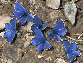 Agriades orbitulus Prun. adulte - Tristan Lafranchis