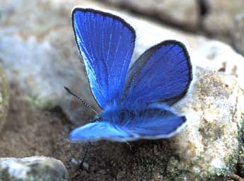 Agriades orbitulus Prun. adulte - ©Tristan Lafranchis