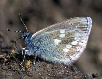 Agriades orbitulus Prun. adulte - ©Tristan Lafranchis