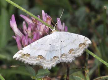 Scopula ornata Scop. adulte - Philippe Mothiron