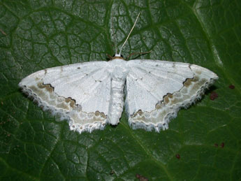 Scopula ornata Scop. adulte - Philippe Mothiron