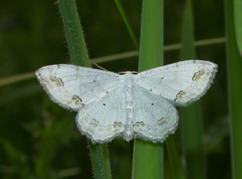 Scopula ornata Scop. adulte - Philippe Mothiron