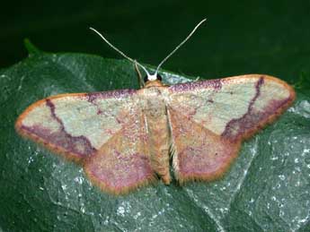 Idaea ostrinaria Hb. adulte - ©Philippe Mothiron