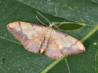 Idaea ostrinaria Hb. adulte - ©Philippe Mothiron