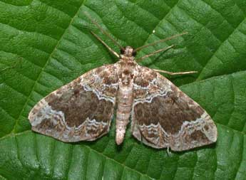 Lampropteryx otregiata Metc. adulte - Philippe Mothiron