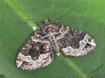 Lampropteryx otregiata Metc. adulte - ©Philippe Mothiron