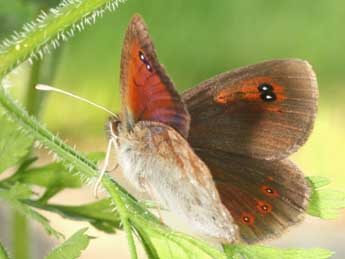 Erebia ottomana H.-S. adulte - Daniel Morel