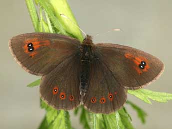 Erebia ottomana H.-S. adulte - ©Daniel Morel