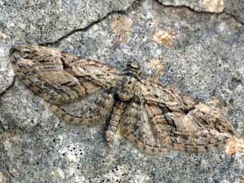 Eupithecia oxycedrata Rbr adulte - Daniel Morel