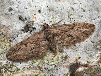 Eupithecia oxycedrata Rbr adulte - ©Daniel Morel