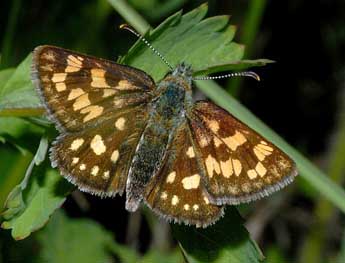 Carterocephalus palaemon Pall. adulte - ©Franois Spill