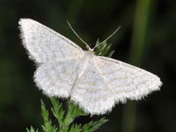 Idaea pallidata D. & S. adulte - Philippe Mothiron