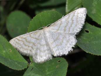 Idaea pallidata D. & S. adulte - Philippe Mothiron