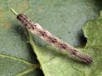  Chenille de Idaea pallidata D. & S. - Daniel Morel