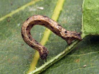  Chenille de Idaea pallidata D. & S. - Daniel Morel