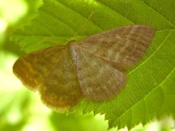 Idaea pallidata D. & S. adulte - JCH- www.insecte.org