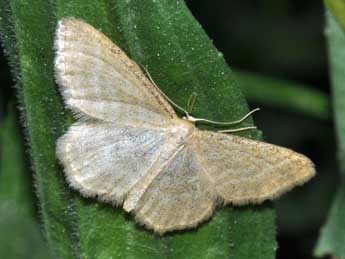 Idaea pallidata D. & S. adulte - ©Philippe Mothiron