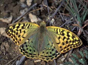 Argynnis pandora D. & S. adulte - Tristan Lafranchis