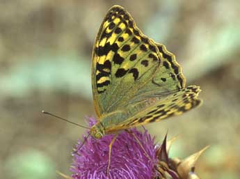 Argynnis pandora D. & S. adulte - ©Tristan Lafranchis