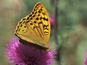 Argynnis pandora D. & S. adulte - ©Tristan Lafranchis