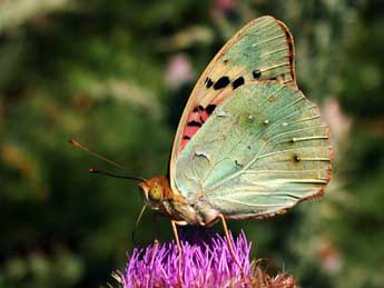 Argynnis pandora D. & S. adulte - Philippe Mothiron