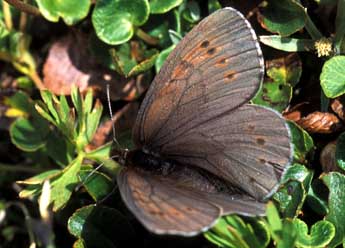 Erebia pandrose Bkh. adulte - ©Tristan Lafranchis