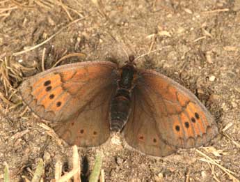 Erebia pandrose Bkh. adulte - Daniel Morel