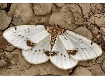 Abraxas pantaria L. adulte - ©Daniel Morel