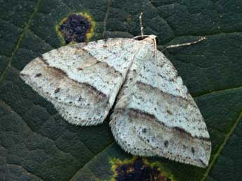 Mesotype parallelolineata Retz. adulte - Daniel Morel