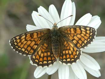 Melitaea parthenoides Kef. adulte - Claire Hodd