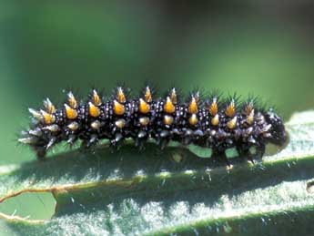  Chenille de Melitaea parthenoides Kef. - Tristan Lafranchis