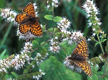 Melitaea parthenoides Kef. adulte - ©Tristan Lafranchis