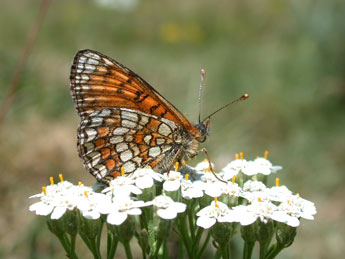 Melitaea parthenoides Kef. adulte - ©Philippe Mothiron