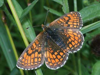 Melitaea parthenoides Kef. adulte - Philippe Mothiron