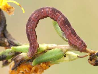  Chenille de Eupithecia laquaearia H.-S. - Lionel Taurand