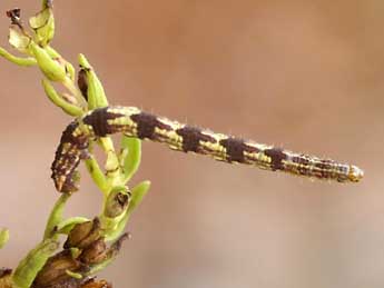  Chenille de Eupithecia laquaearia H.-S. - Lionel Taurand