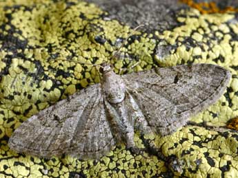 Eupithecia pauxillaria Bsdv. adulte - ©Daniel Morel